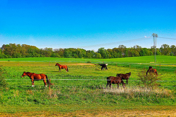 achterland-usedom-pferde achterland-usedom-pferde