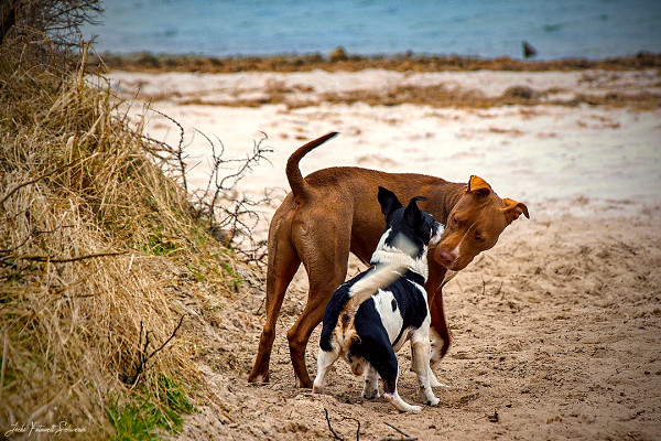 ostsee-reisen-mithund ostsee-reisen-mithund