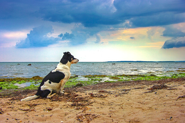 ostsee-urlaub-hund ostsee-urlaub-hund